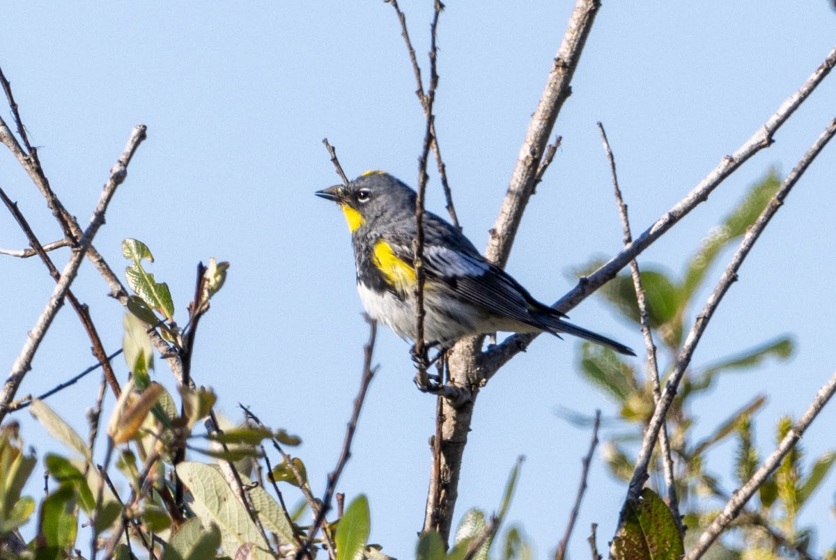 Yellow-rumped Warbler (Audubon's) - ML617558895