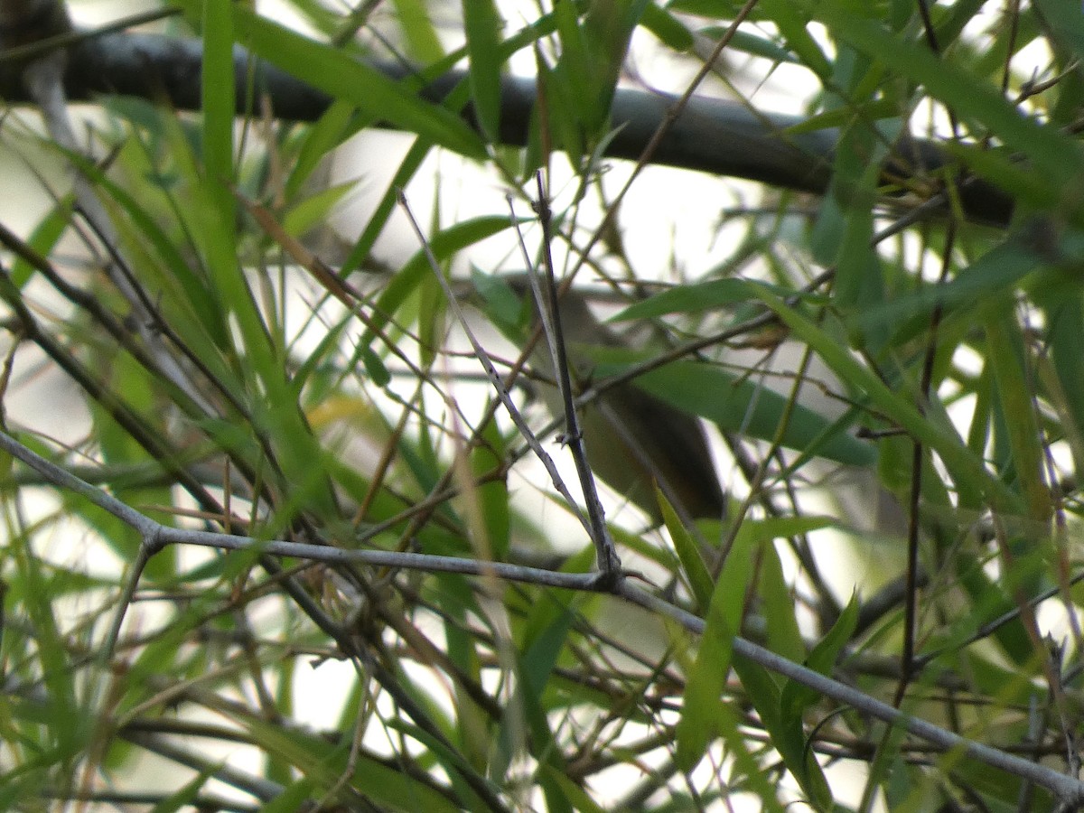 Black-browed Reed Warbler - ML617558906