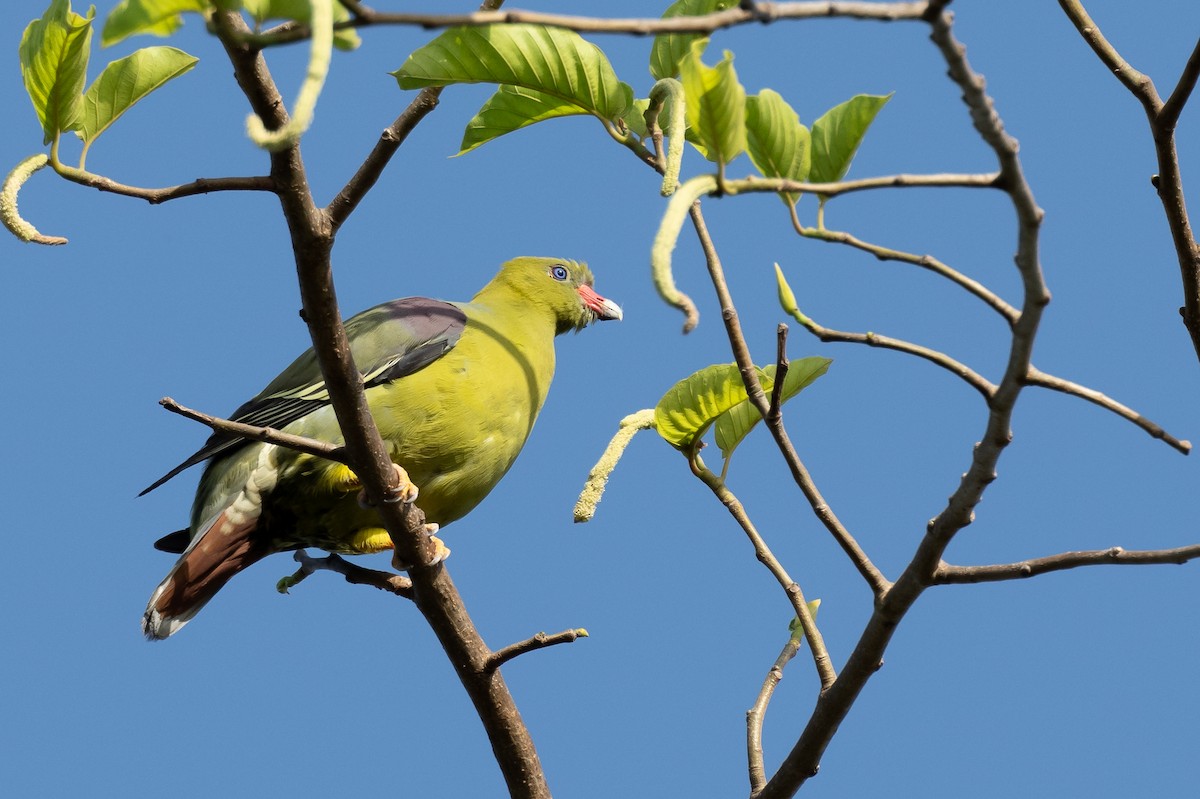 African Green-Pigeon - ML617558974