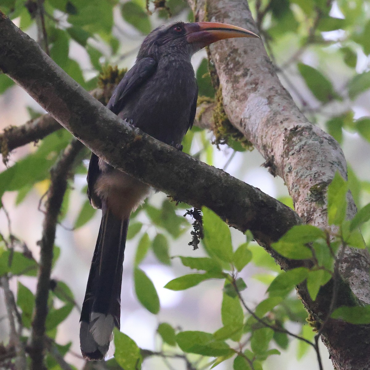 Malabar Gray Hornbill - Kakul Paul