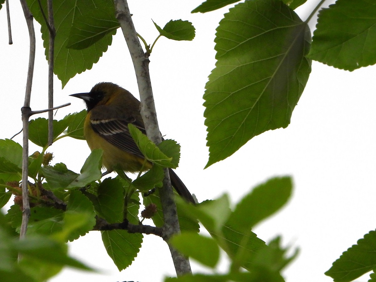 Orchard Oriole - ML617559048