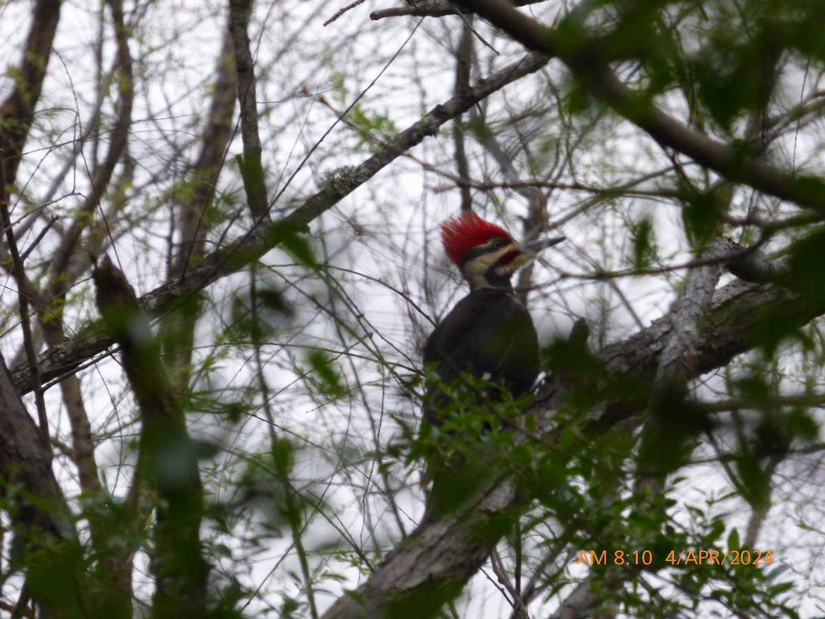 Pileated Woodpecker - Tim Kalbach