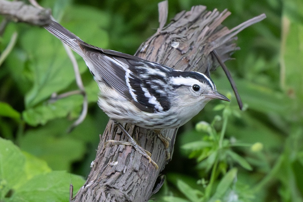 Black-and-white Warbler - ML617559062