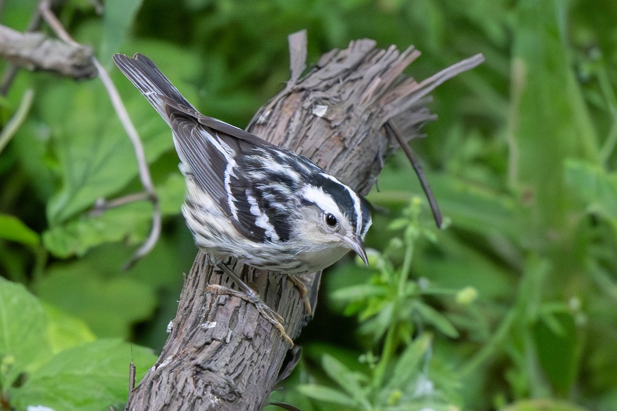 Black-and-white Warbler - ML617559068