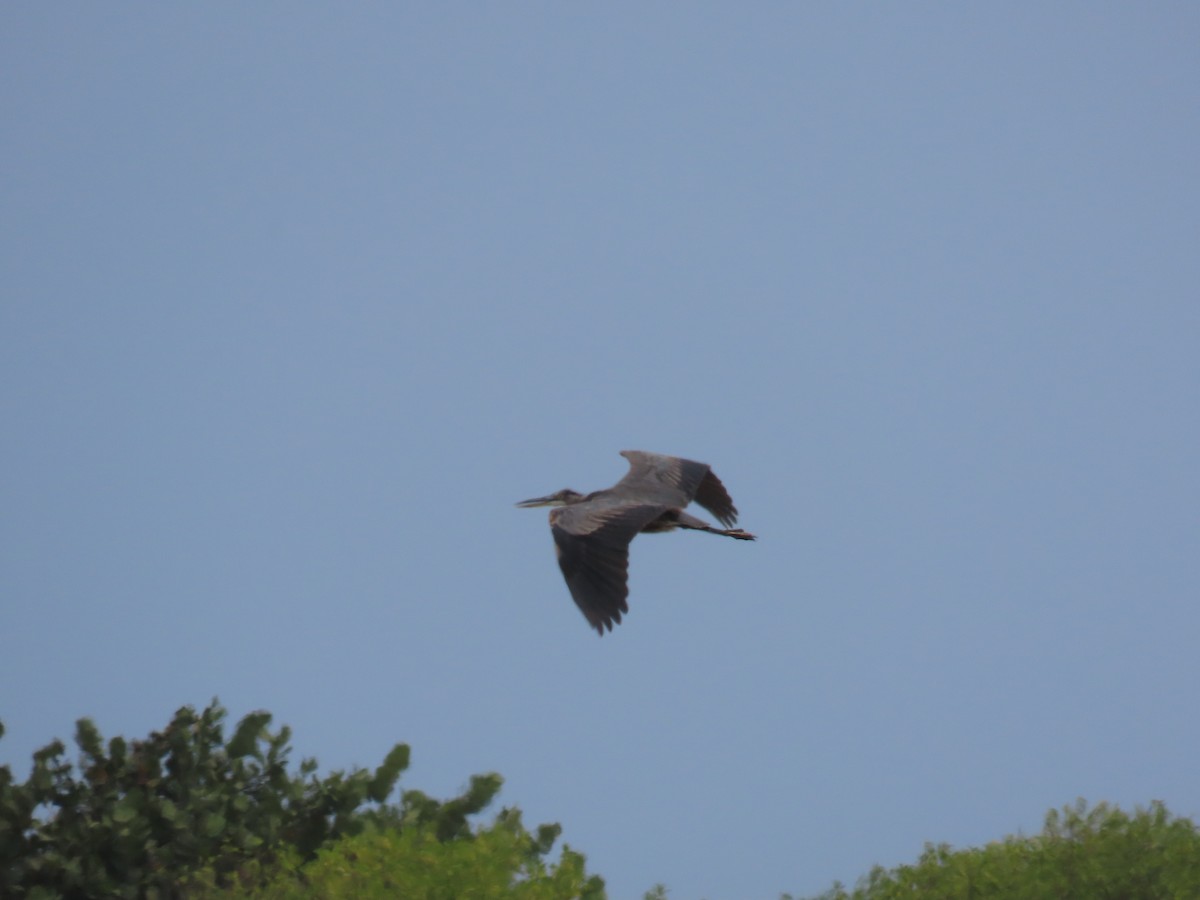 Great Blue Heron - robert wellens
