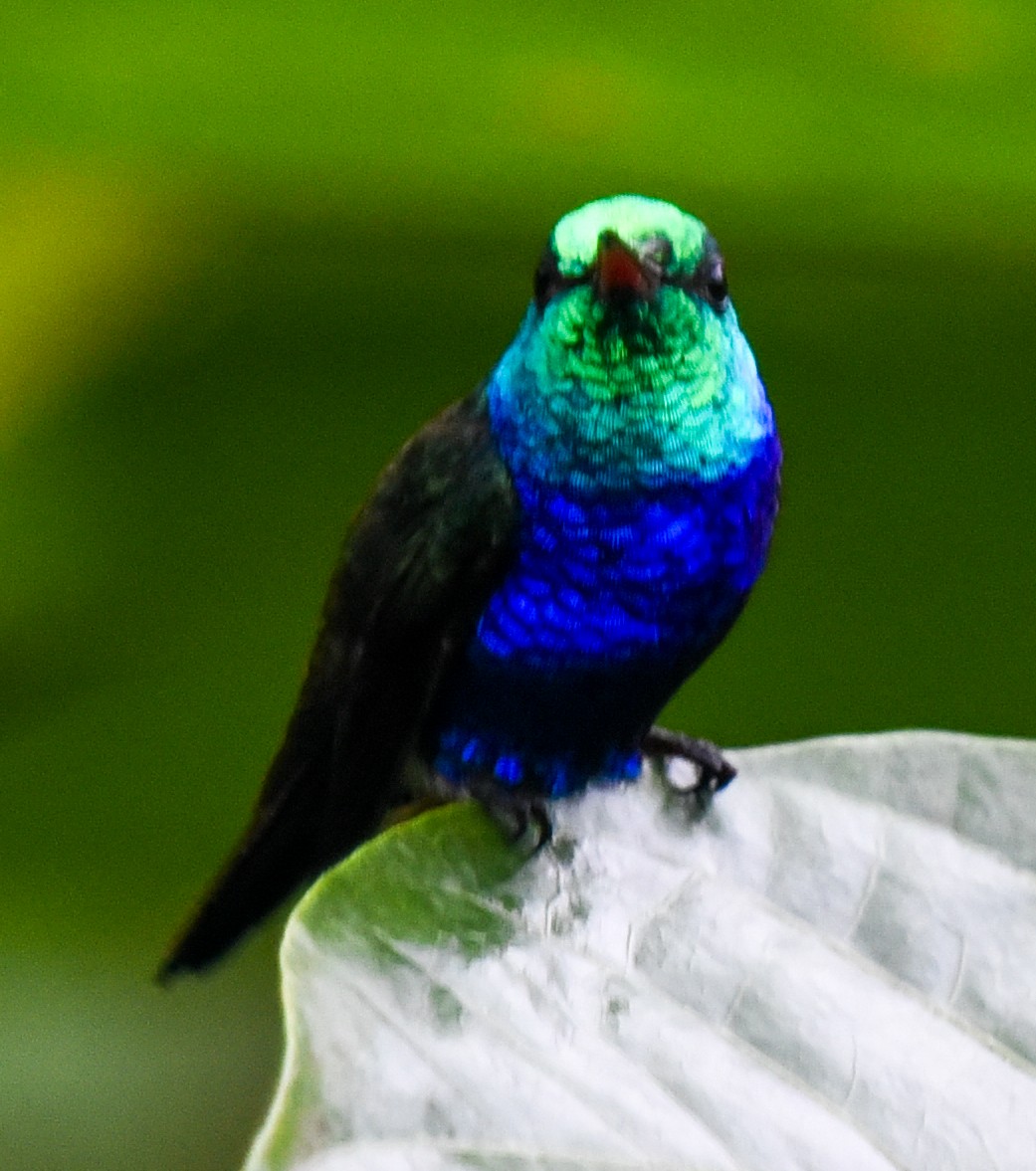 Violet-bellied Hummingbird - ML617559146