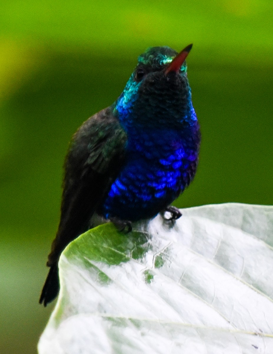 Violet-bellied Hummingbird - ML617559147