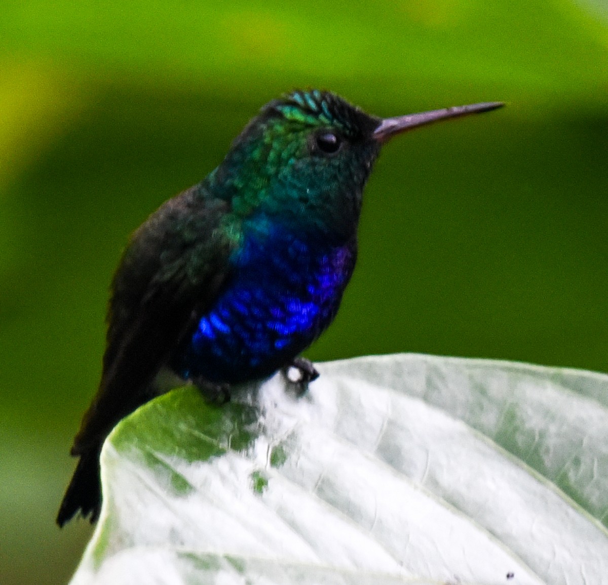 Violet-bellied Hummingbird - ML617559148