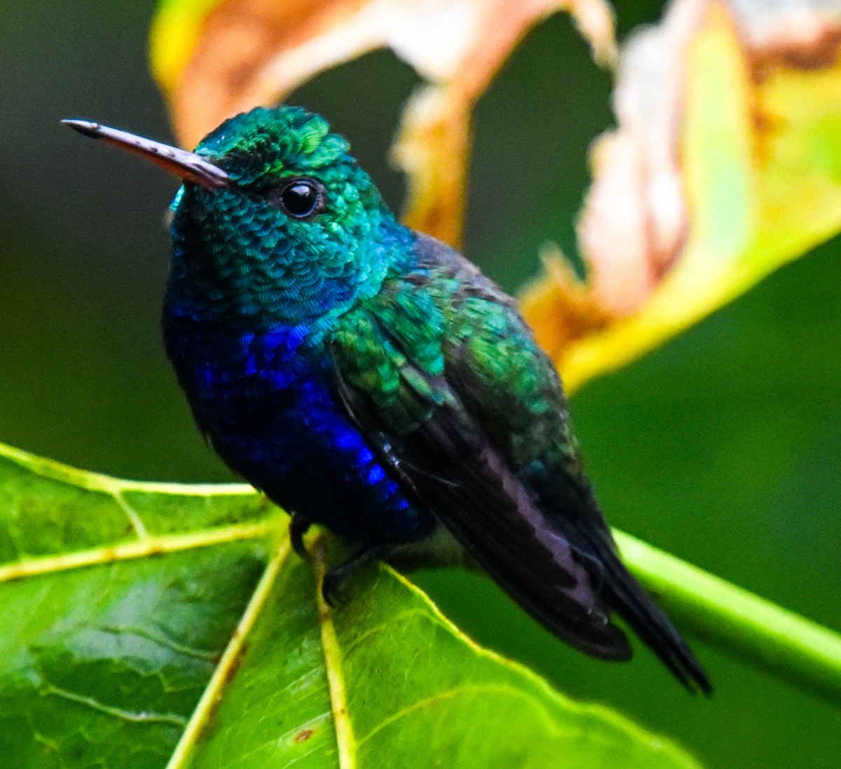 Violet-bellied Hummingbird - ML617559149