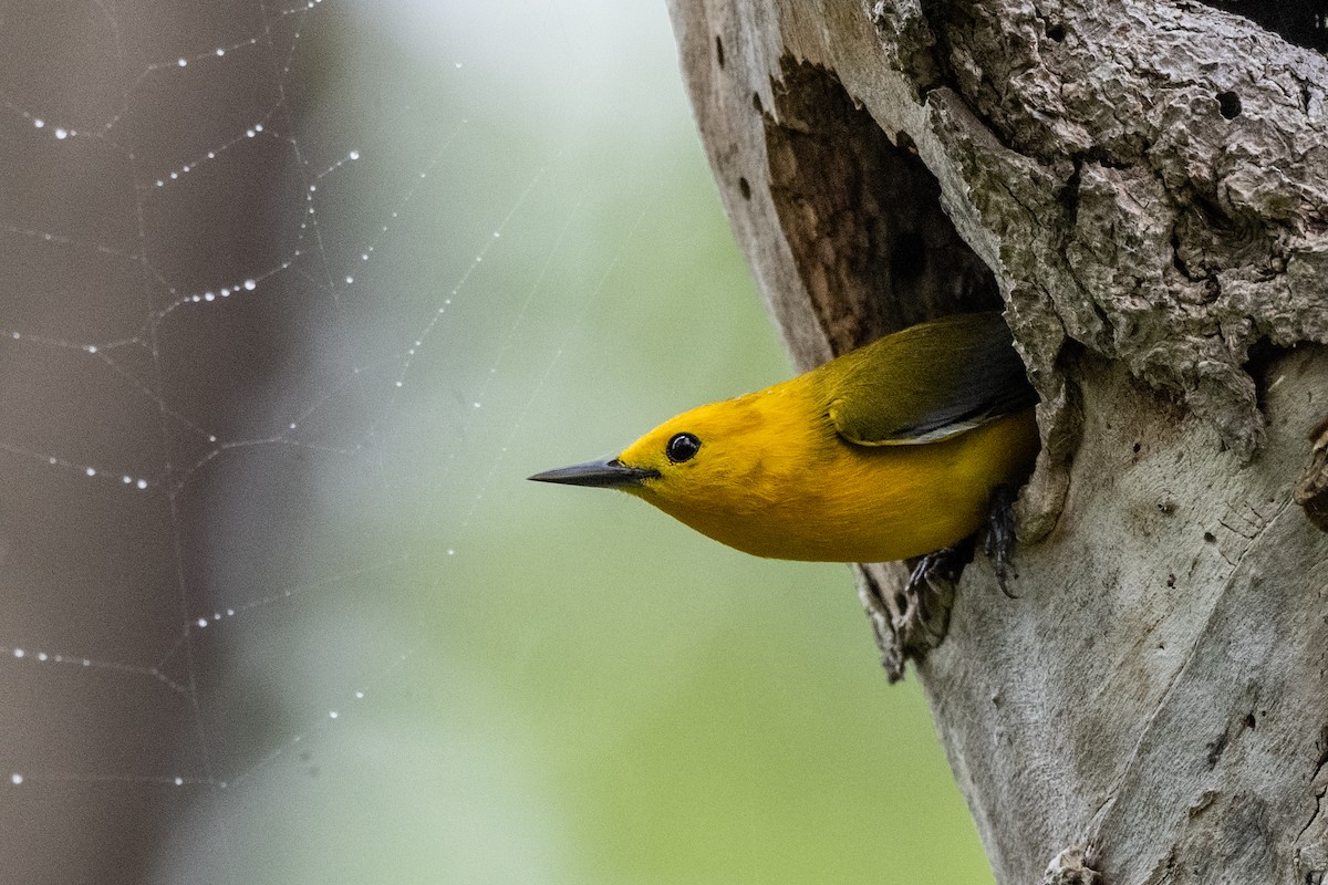 Prothonotary Warbler - ML617559157