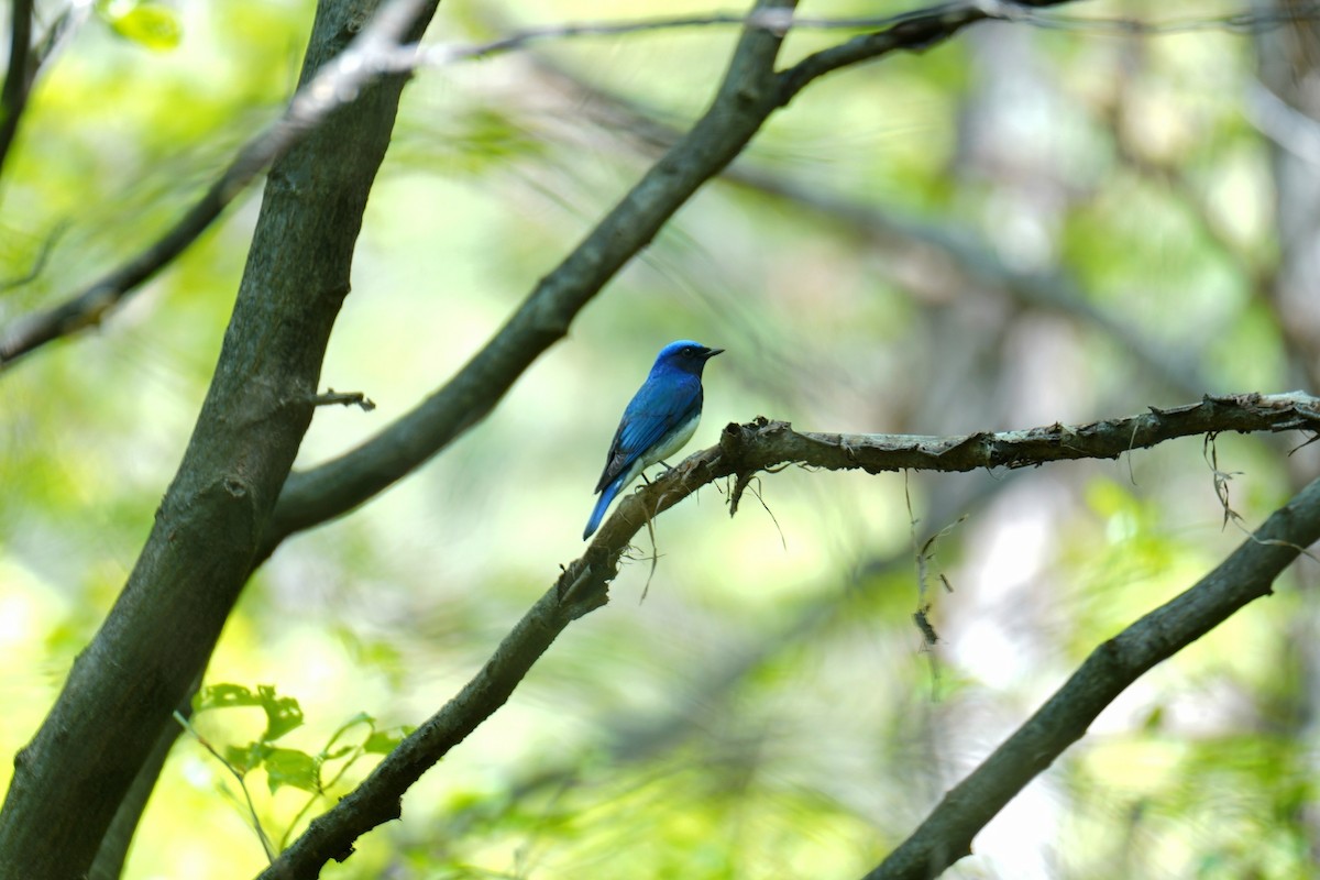 Blue-and-white Flycatcher - ML617559206