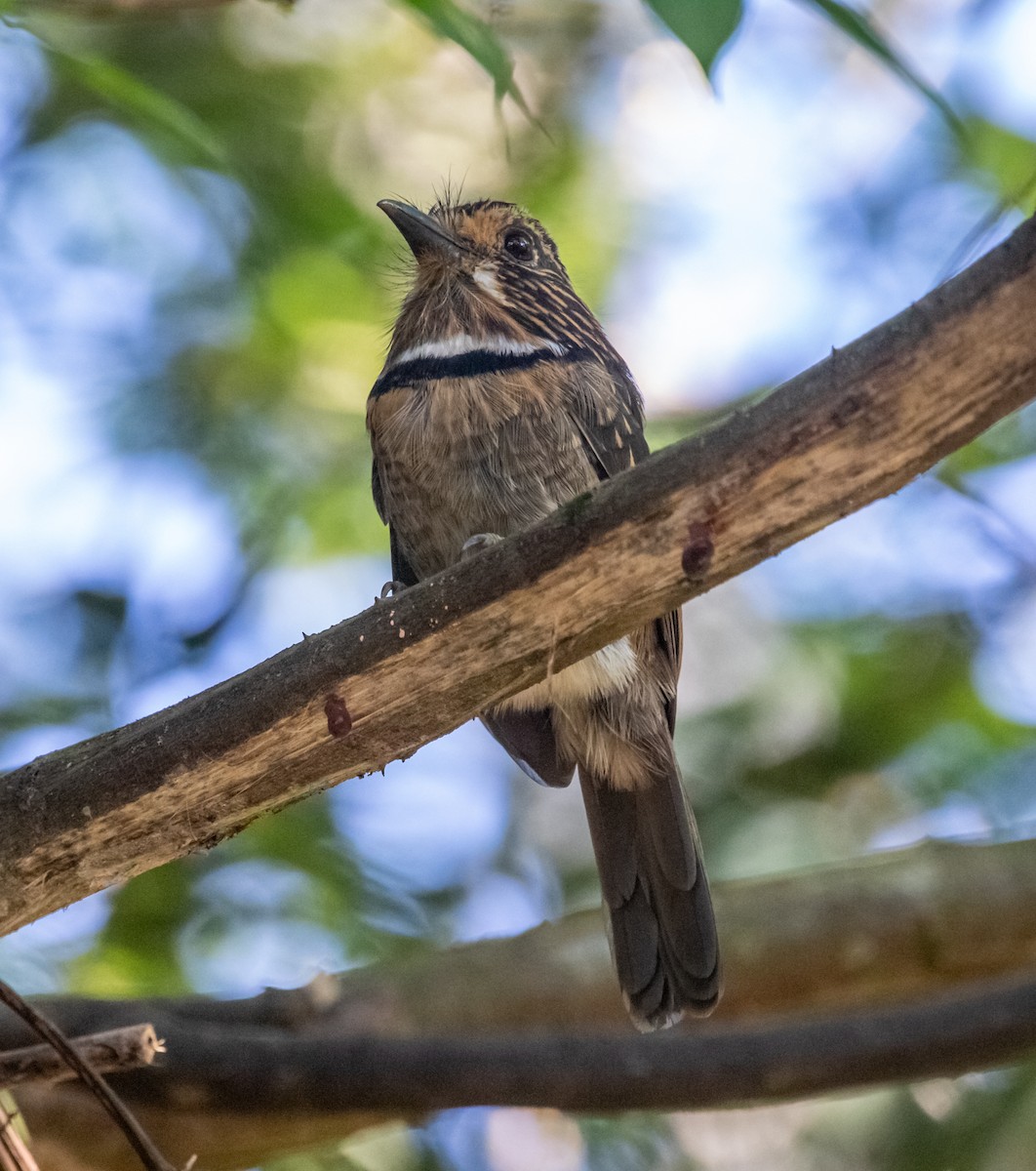 Crescent-chested Puffbird (Greater) - ML617559227