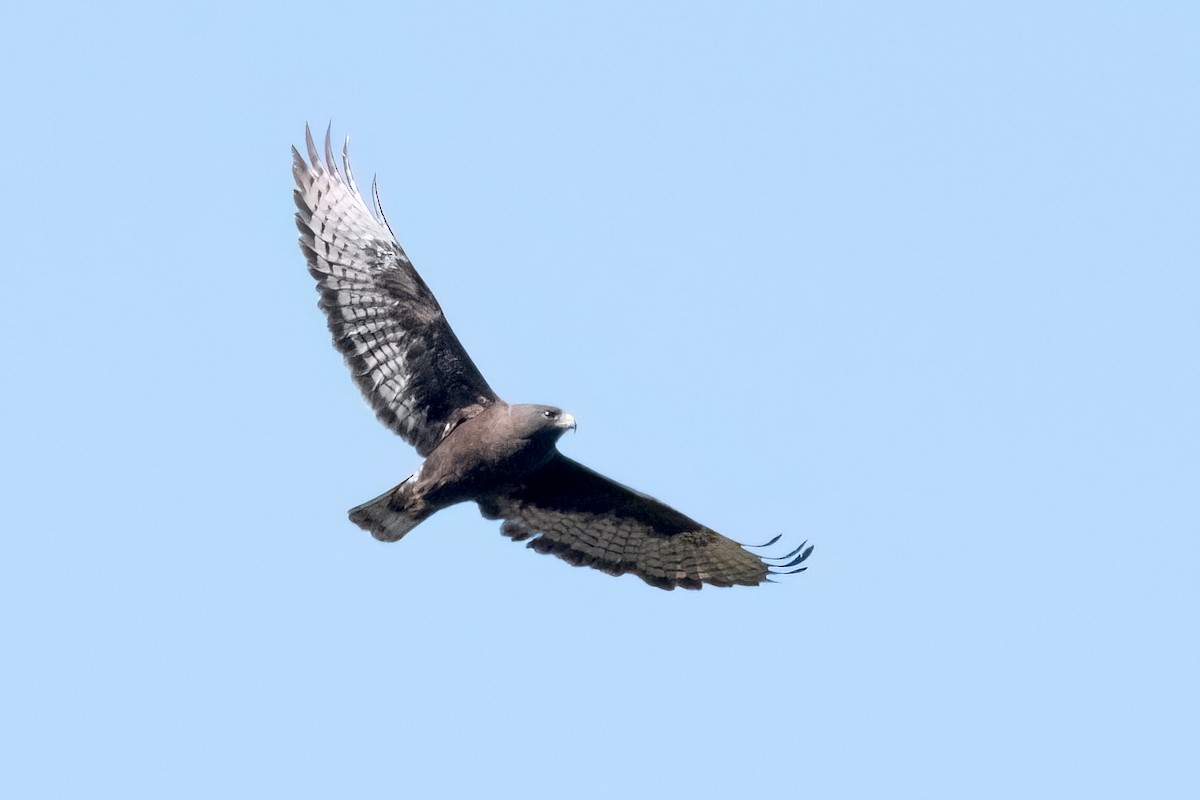 Short-tailed Hawk - ML617559272