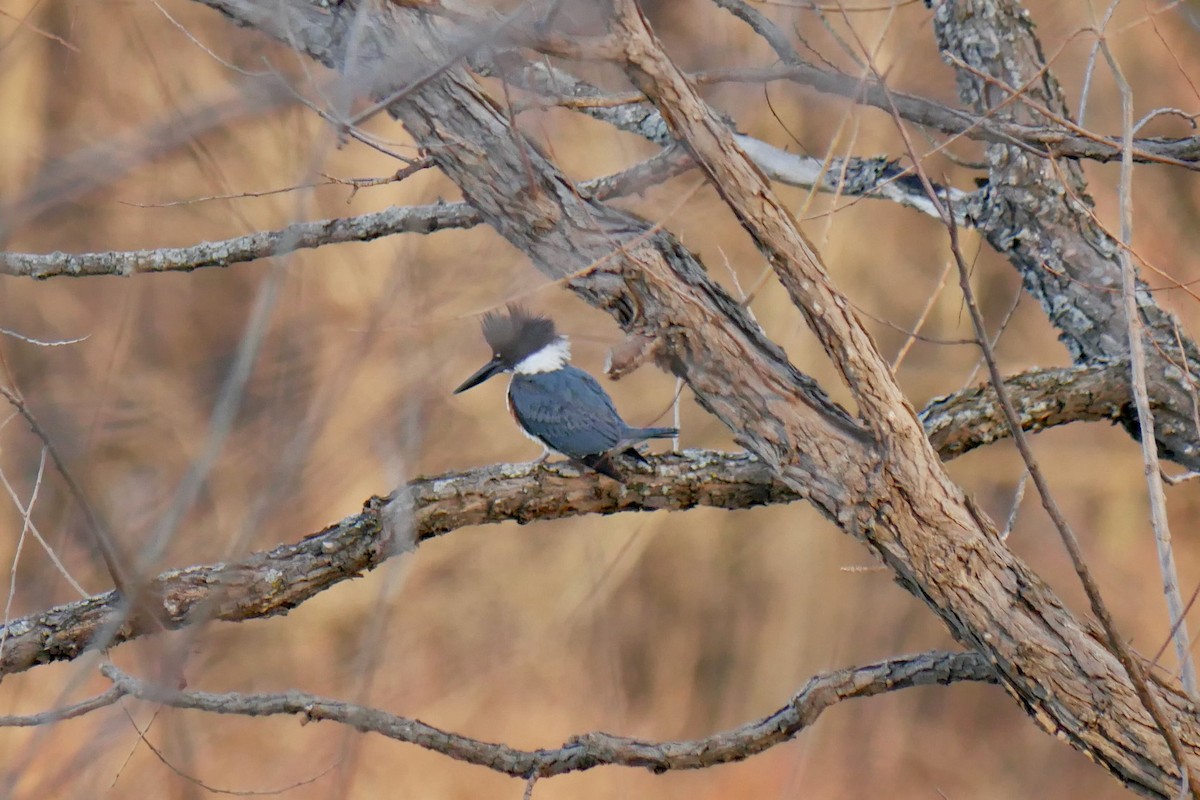 Belted Kingfisher - ML617559274