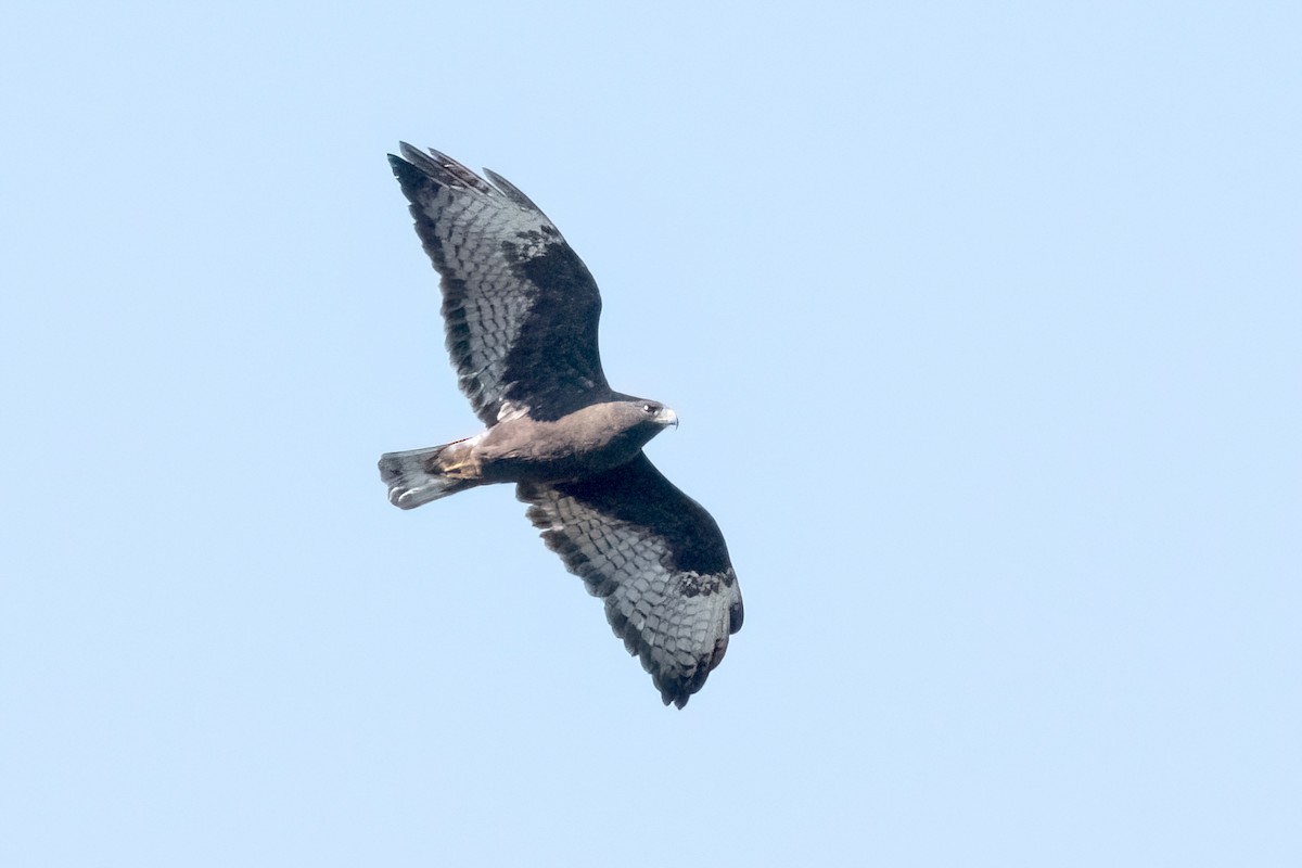 Short-tailed Hawk - Sue Barth