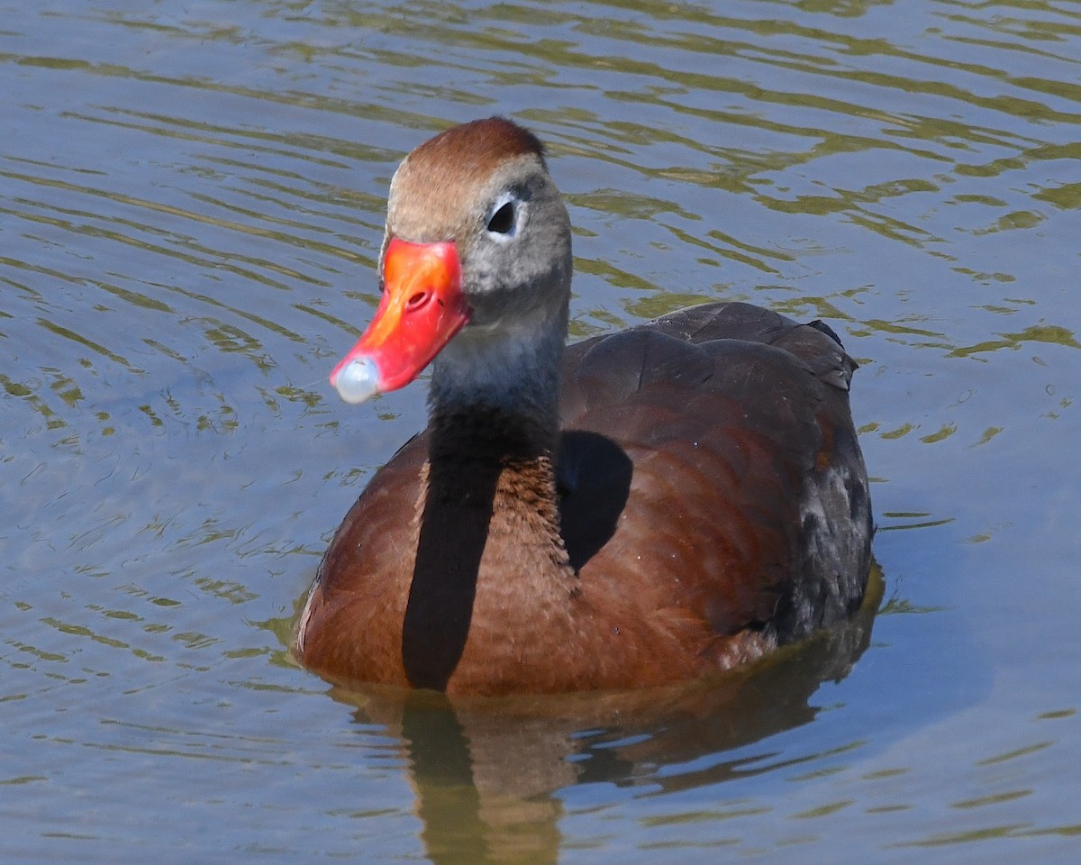 Black-bellied Whistling-Duck - Ted Wolff