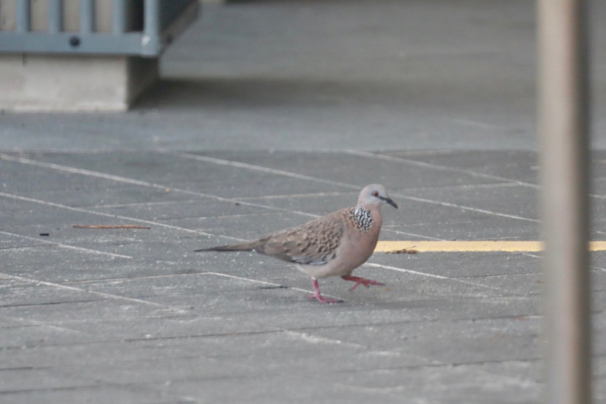 Spotted Dove - ML617559309