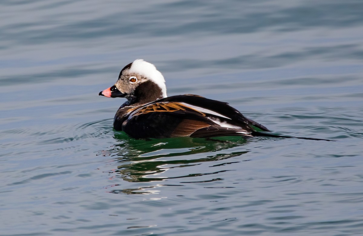 Long-tailed Duck - ML617559381