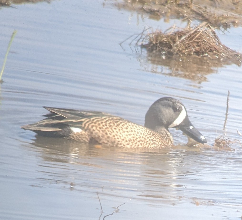 Blue-winged Teal - ML617559388