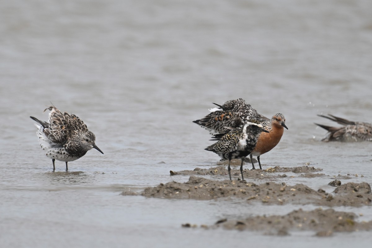 Great Knot - ML617559417