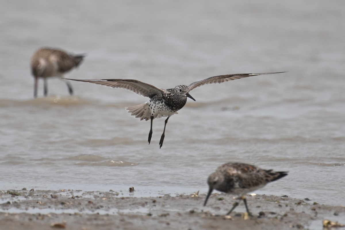 Great Knot - ML617559424