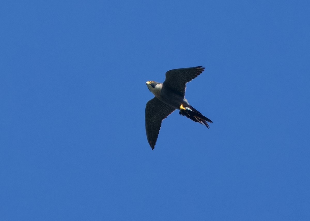 Peregrine Falcon (Indo-Pacific) - ML617559446