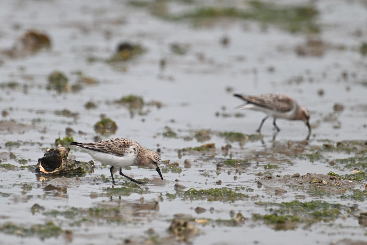 Red-necked Stint - Ting-Wei (廷維) HUNG (洪)