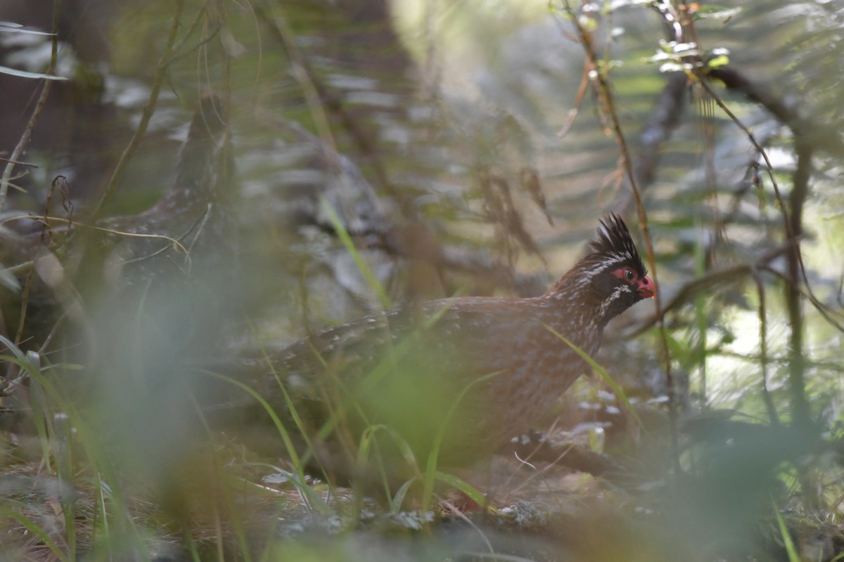 Long-tailed Wood-Partridge - ML617559461