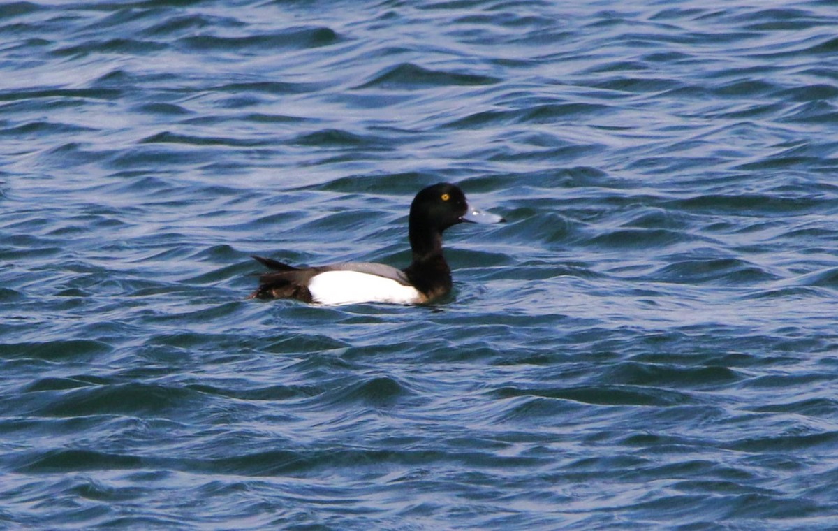 Greater/Lesser Scaup - ML617559469