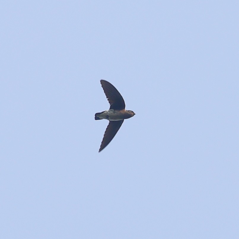 Indian Swiftlet - ML617559490