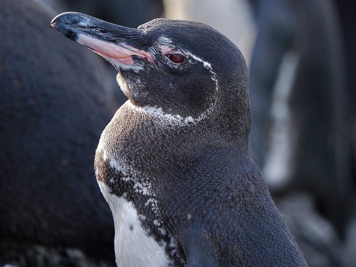 Galapagos Penguin - Gabriel Willow