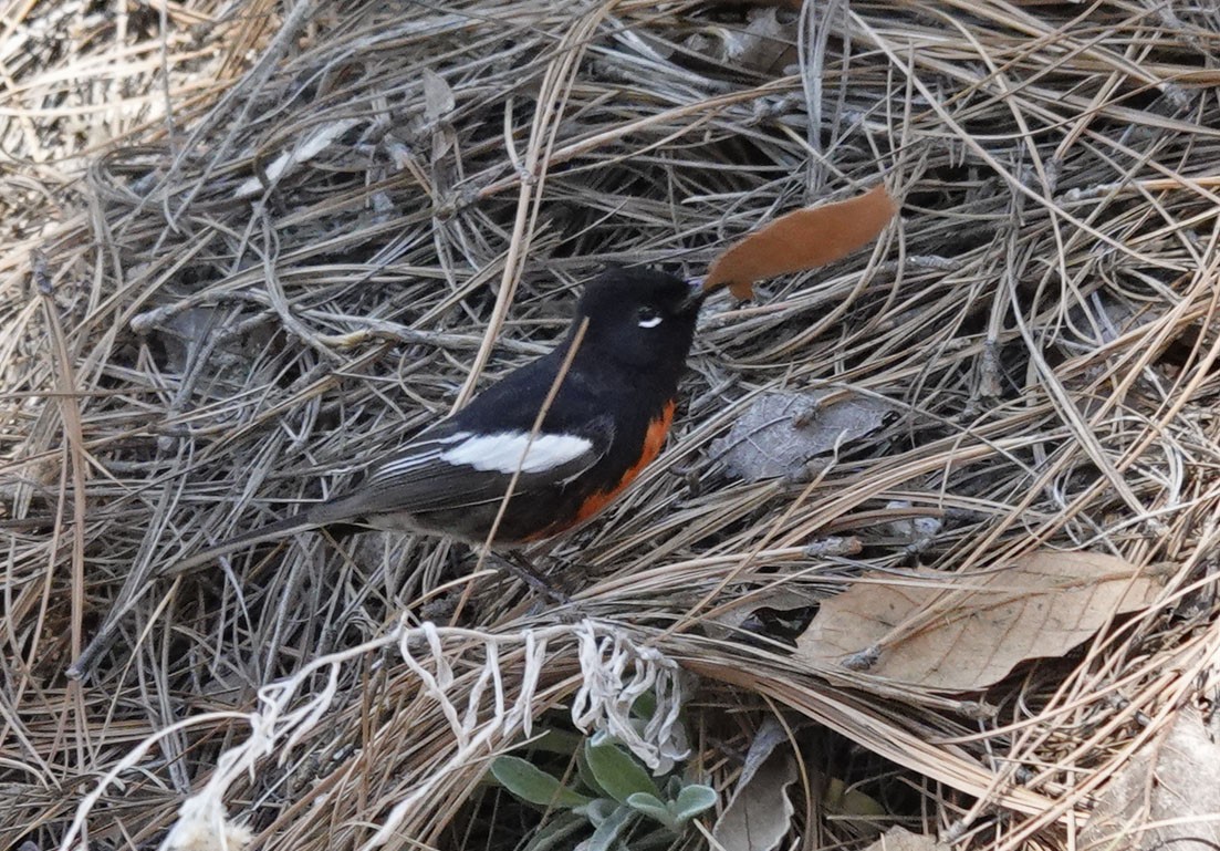 Painted Redstart - Cathy Beck