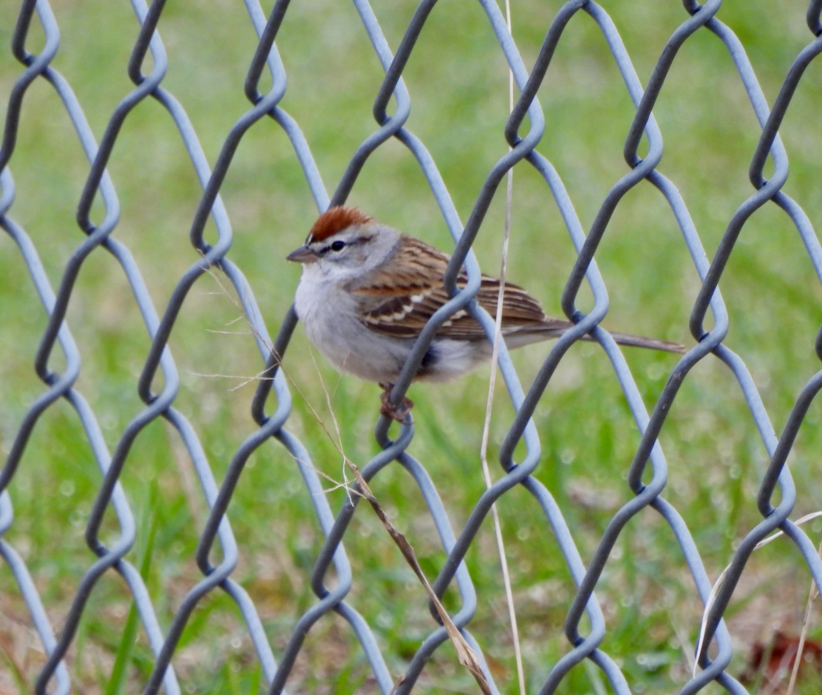 Chipping Sparrow - William McClellan