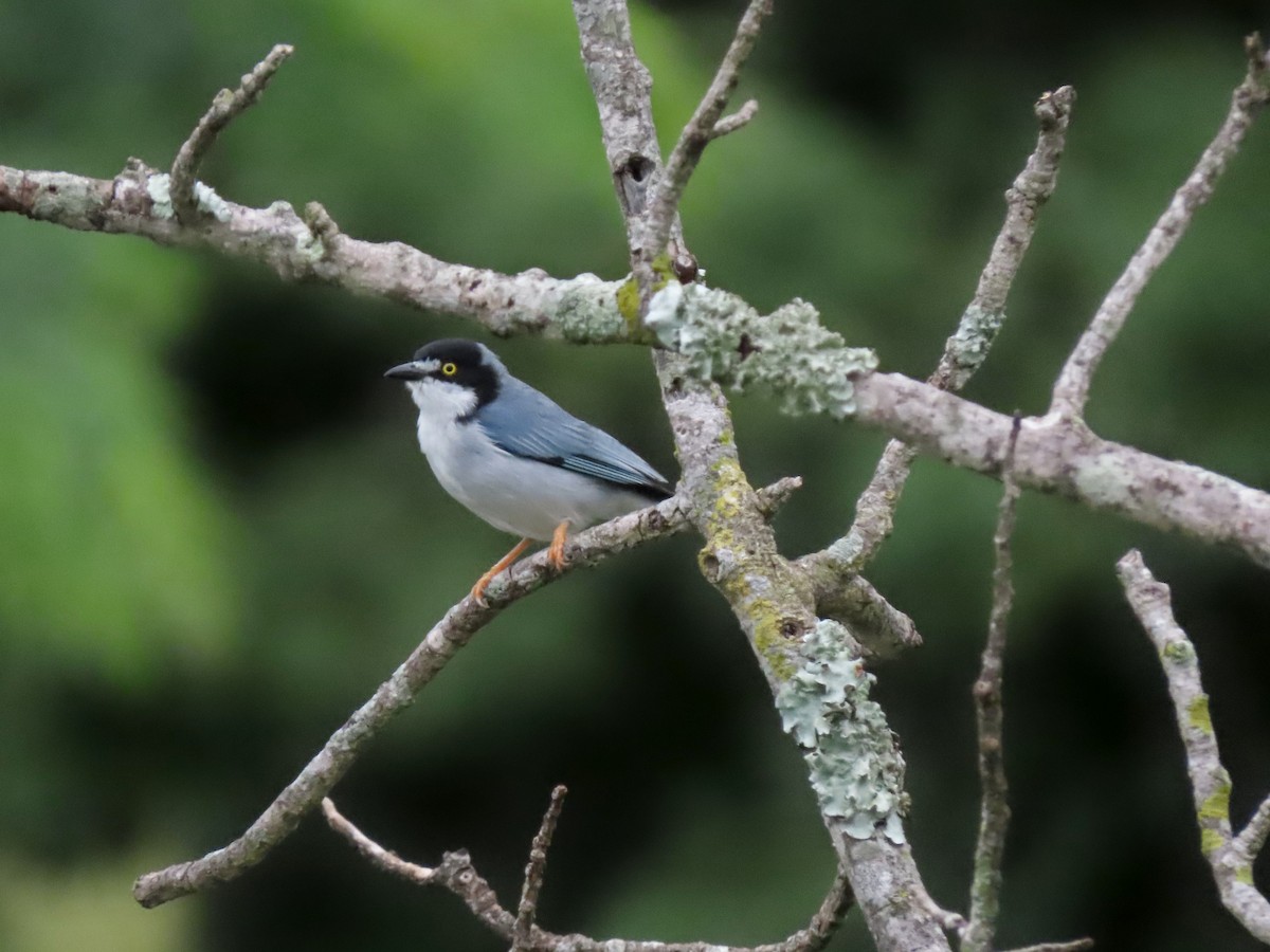 Hooded Tanager - ML617559660