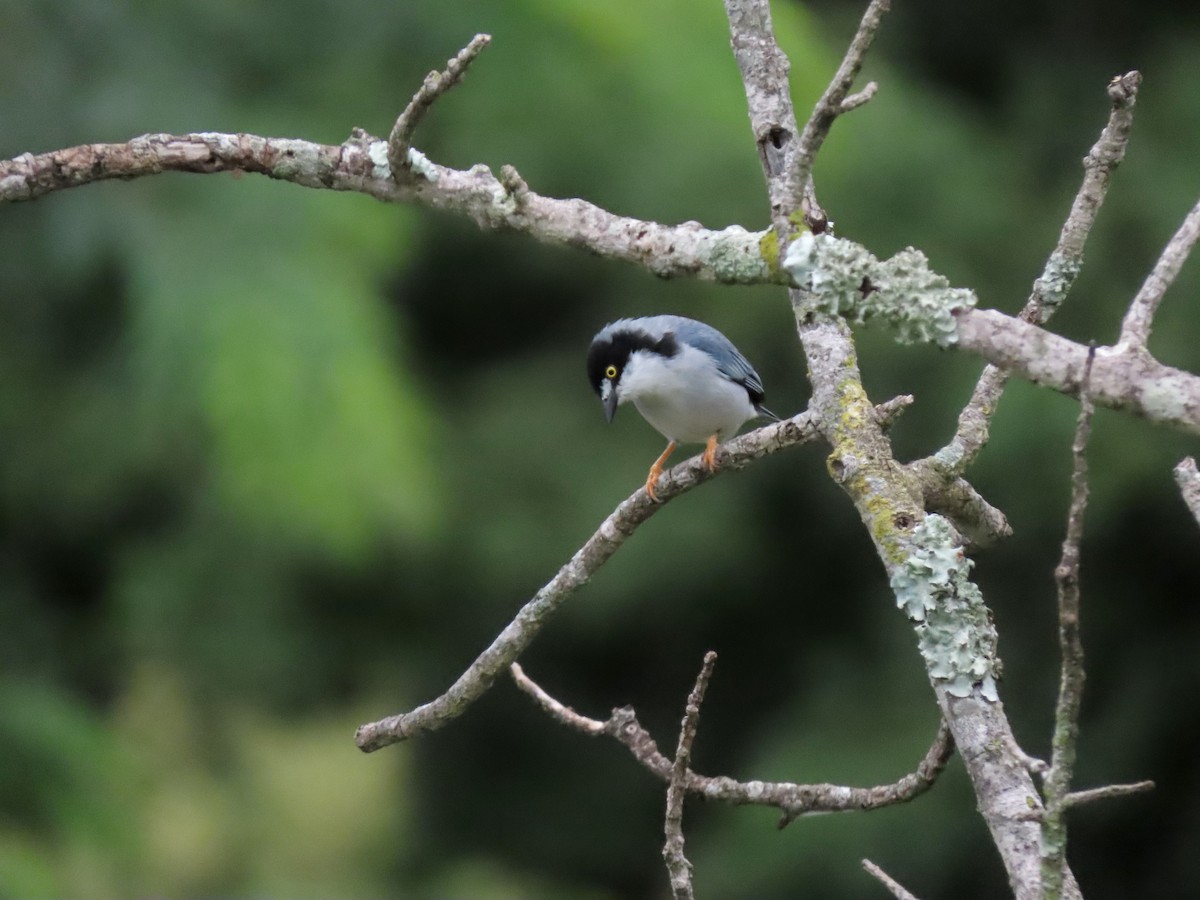 Hooded Tanager - Juliano Zucareli