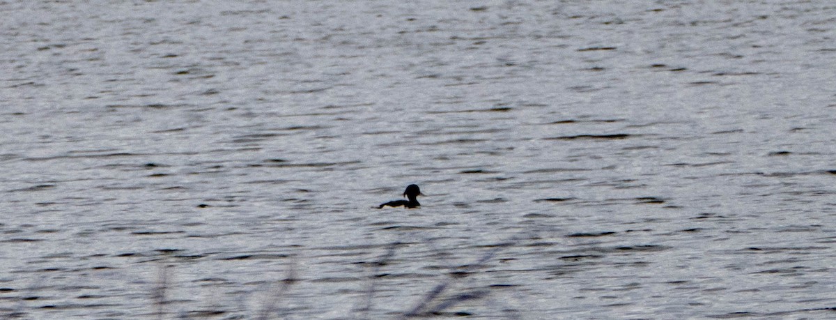 Tufted Duck - Therese Carroll
