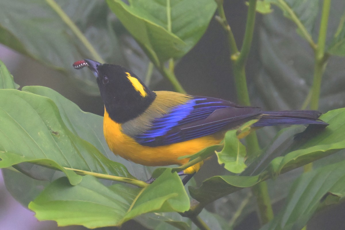 Black-chinned Mountain Tanager - ML617559738