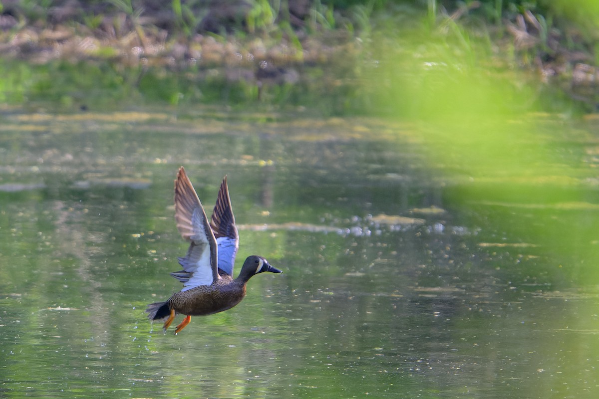 Blue-winged Teal - ML617559770
