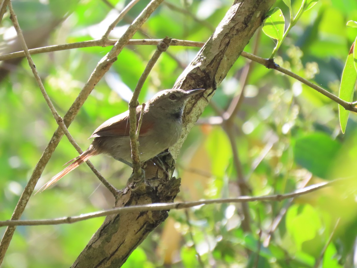 White-bellied Spinetail - ML617559782