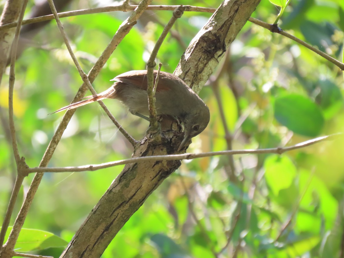 White-bellied Spinetail - ML617559783
