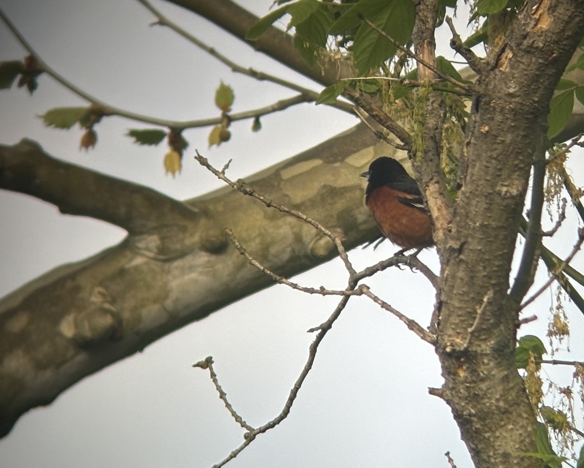 Orchard Oriole - ML617559825