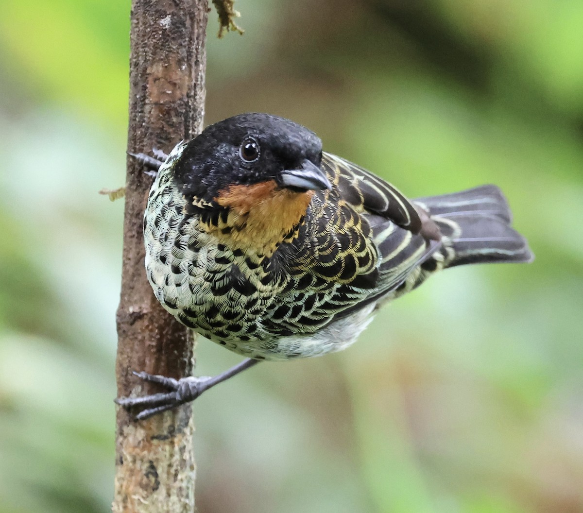 Rufous-throated Tanager - ML617559912