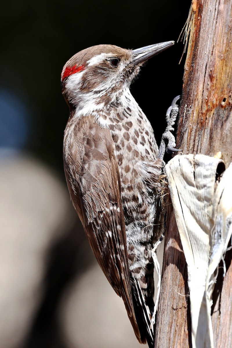 Arizona Woodpecker - ML617559936