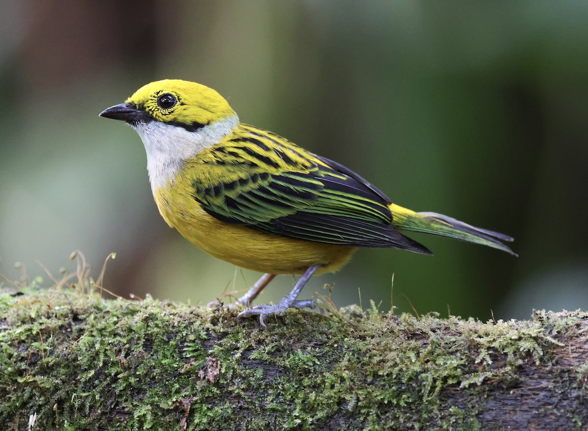 Silver-throated Tanager - ML617559953