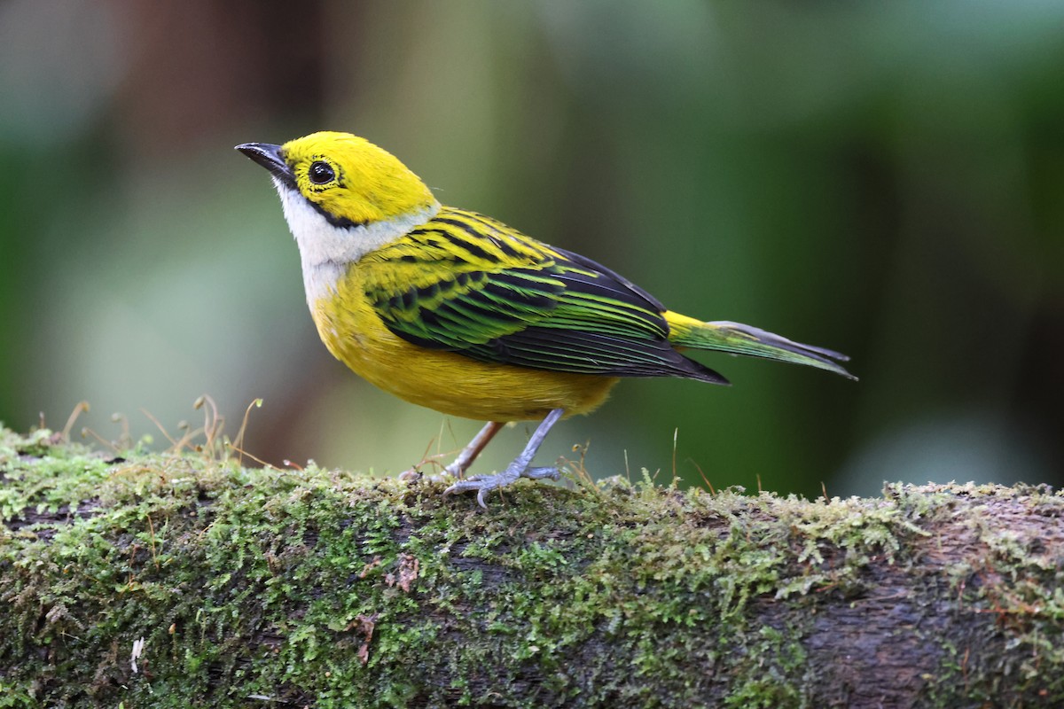 Silver-throated Tanager - Kevin Murphy