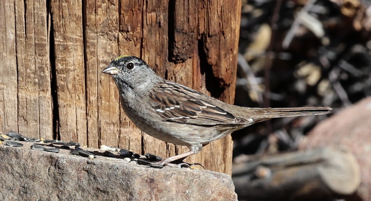 Golden-crowned Sparrow - ML617559959