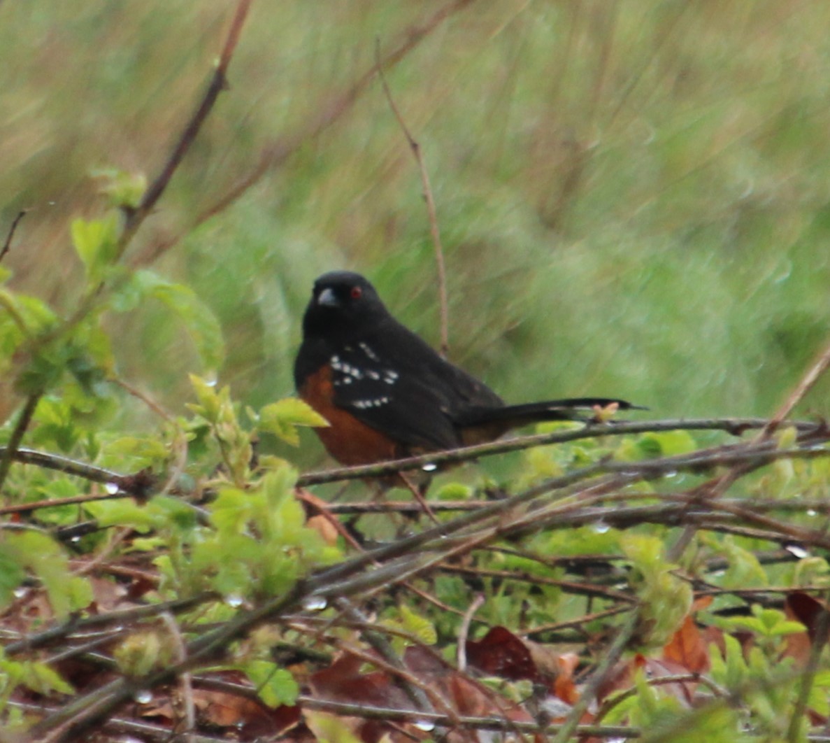 Spotted Towhee - ML617559960