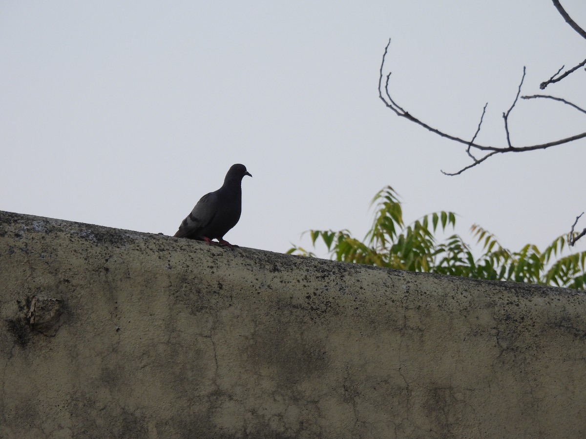 Rock Pigeon (Feral Pigeon) - ML617559977