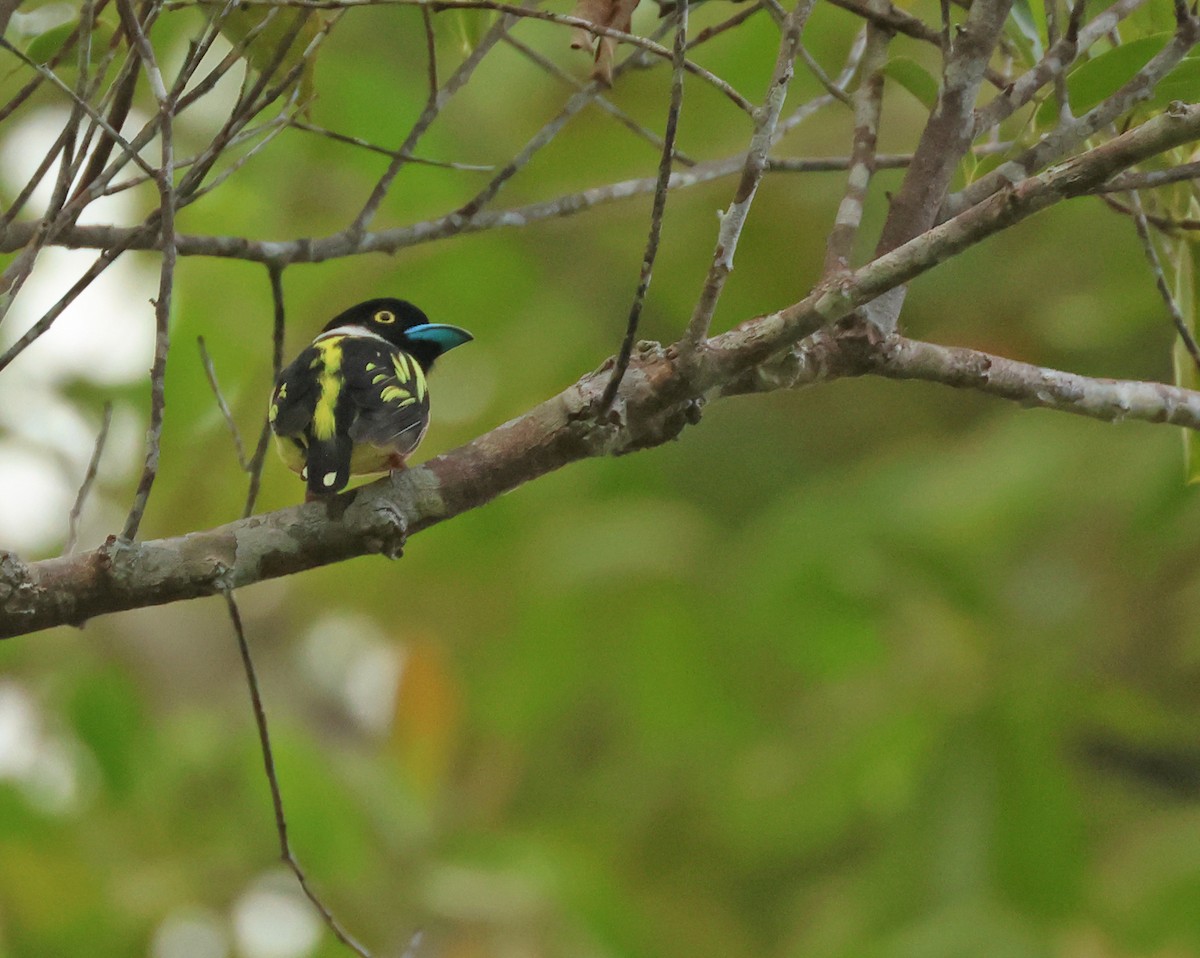 Black-and-yellow Broadbill - Dave Bakewell