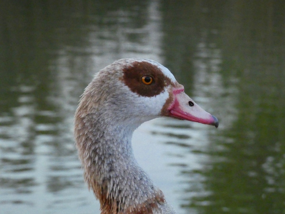 Egyptian Goose - Reeve Cowne